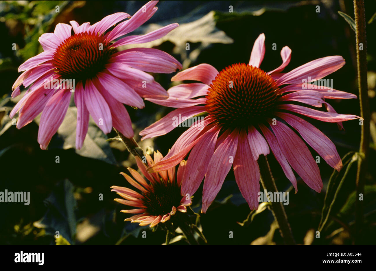 Echinacea purpurea medicinal plant Stock Photo Alamy