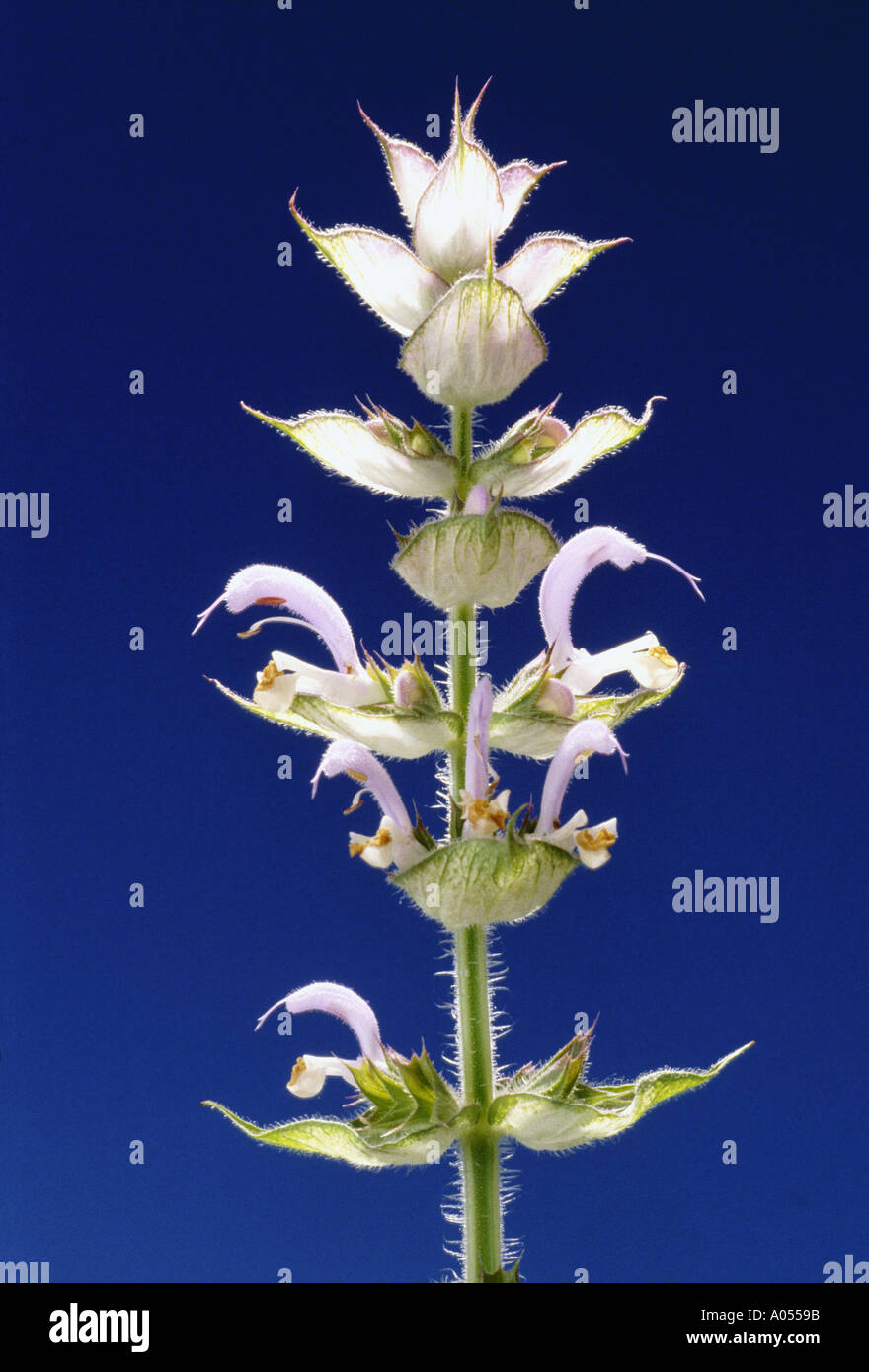Clary sage salvia sclarea medicinal plant Stock Photo