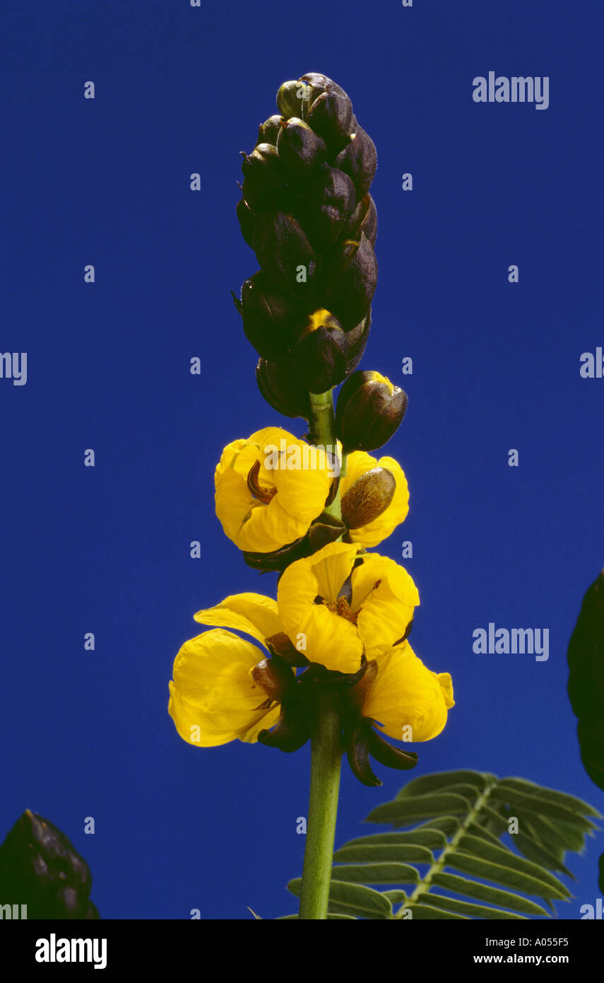 Blossom of Senna marilandica Stock Photo