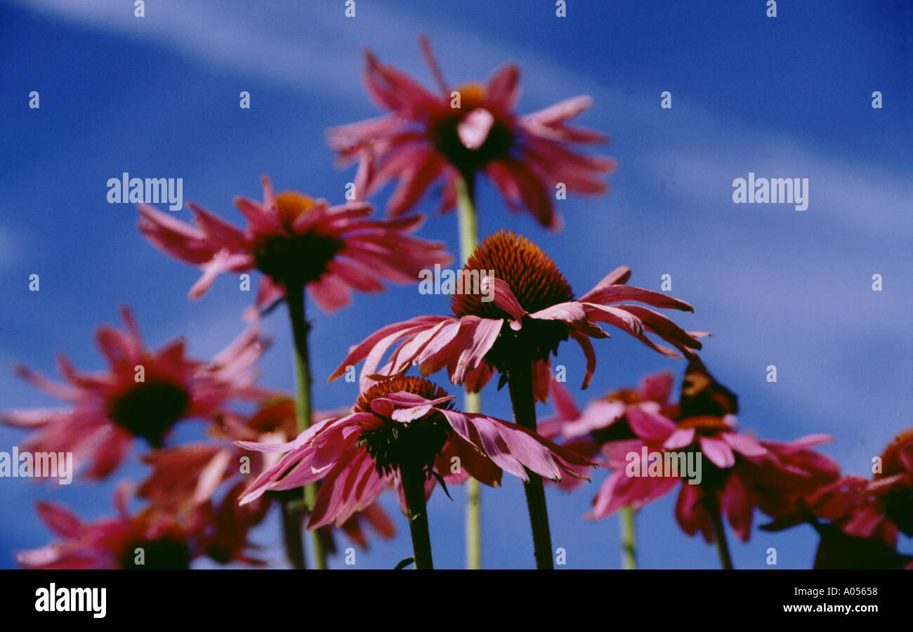 Echinacea purpurea officinal plant Stock Photo