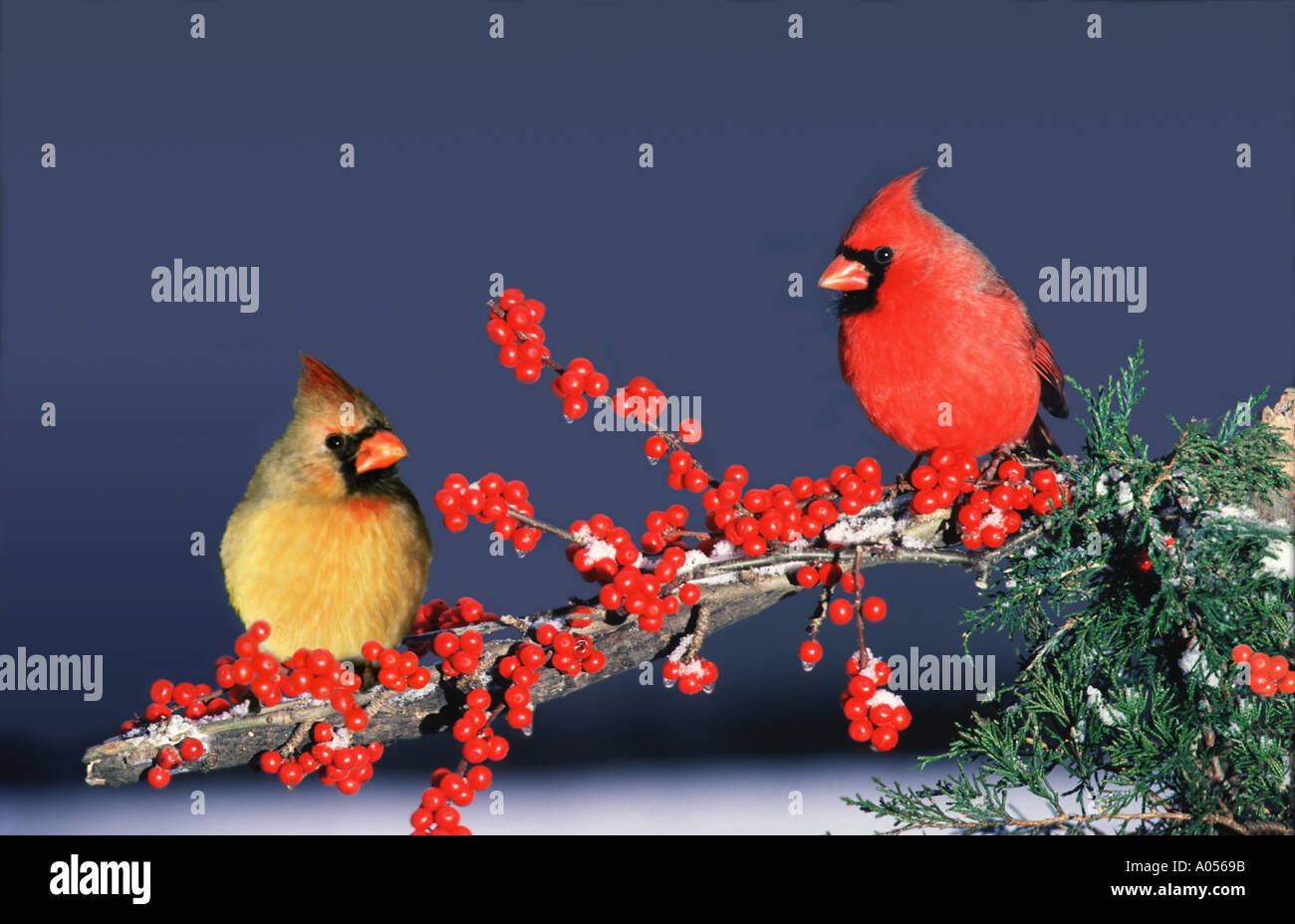 Winter Male and female Northern Cardinals sit together on a branch of red holly berries, Missouri United States of America Stock Photo