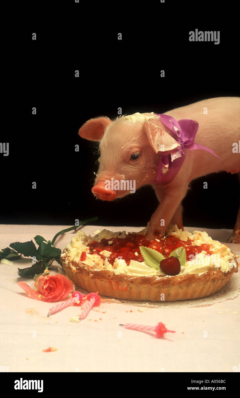 young pig eating fruit birthday cake Stock Photo Alamy