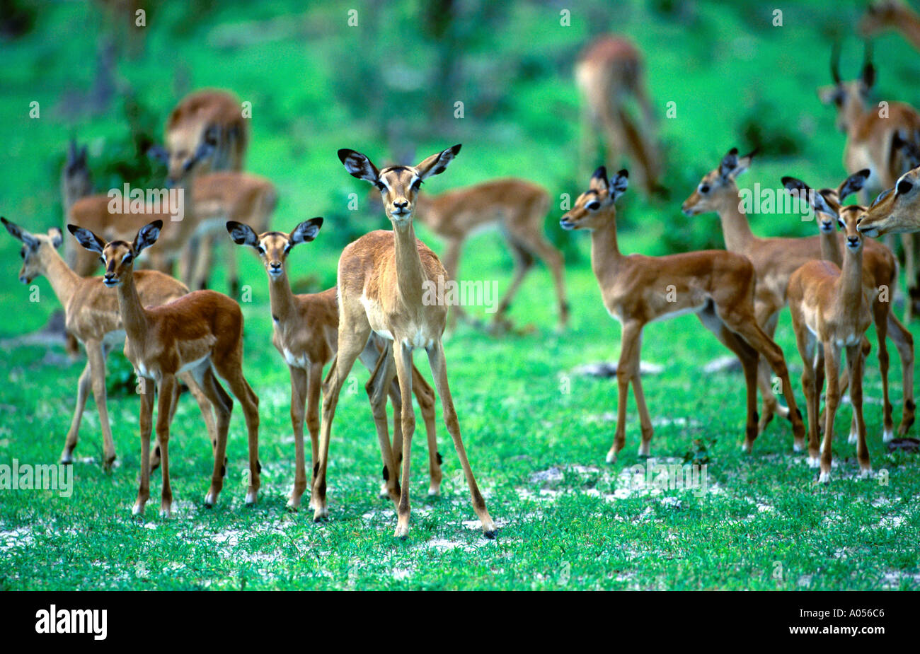 hind deer green trees bambi Stock Photo