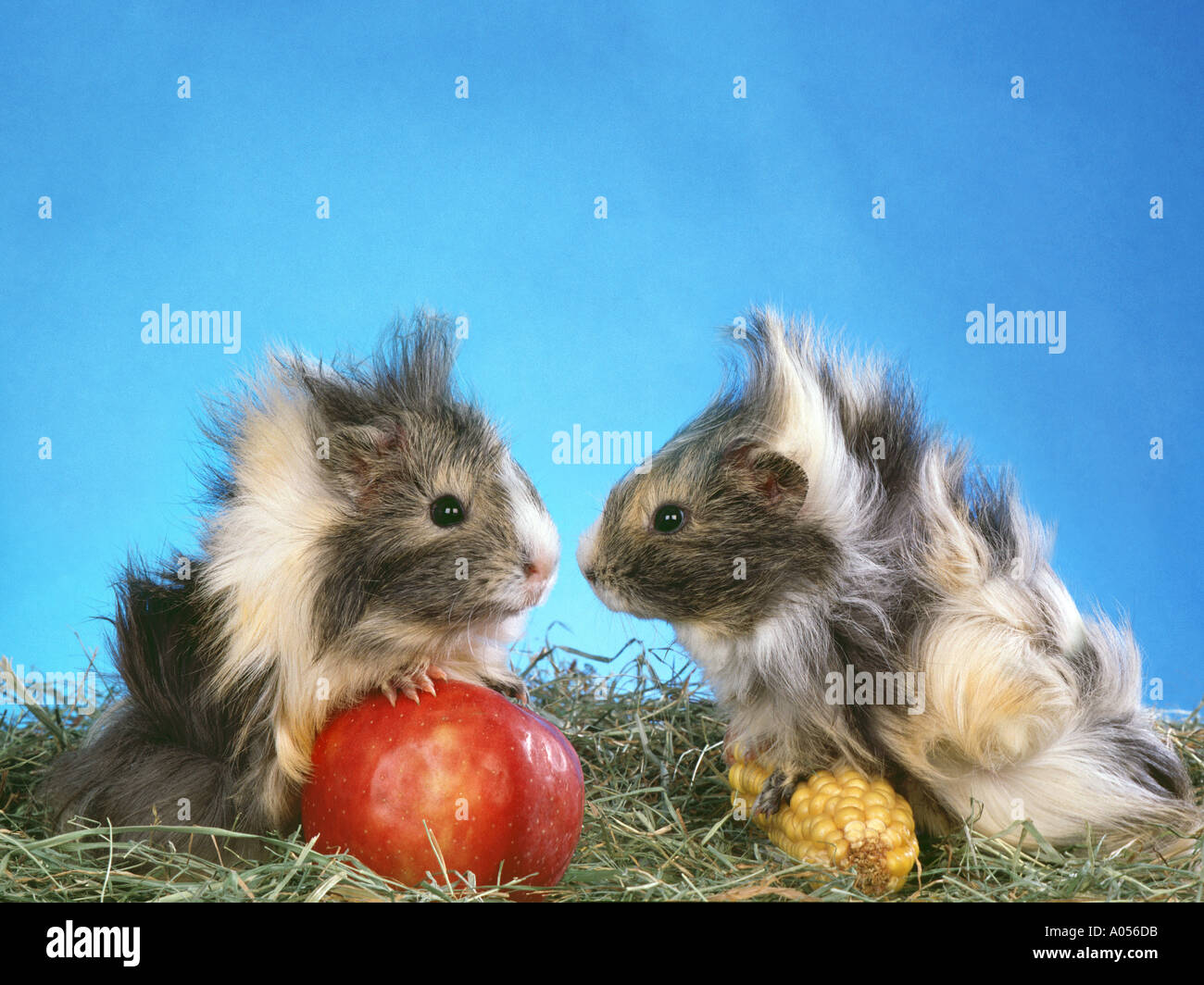 Guinea pigs clearance eat corn