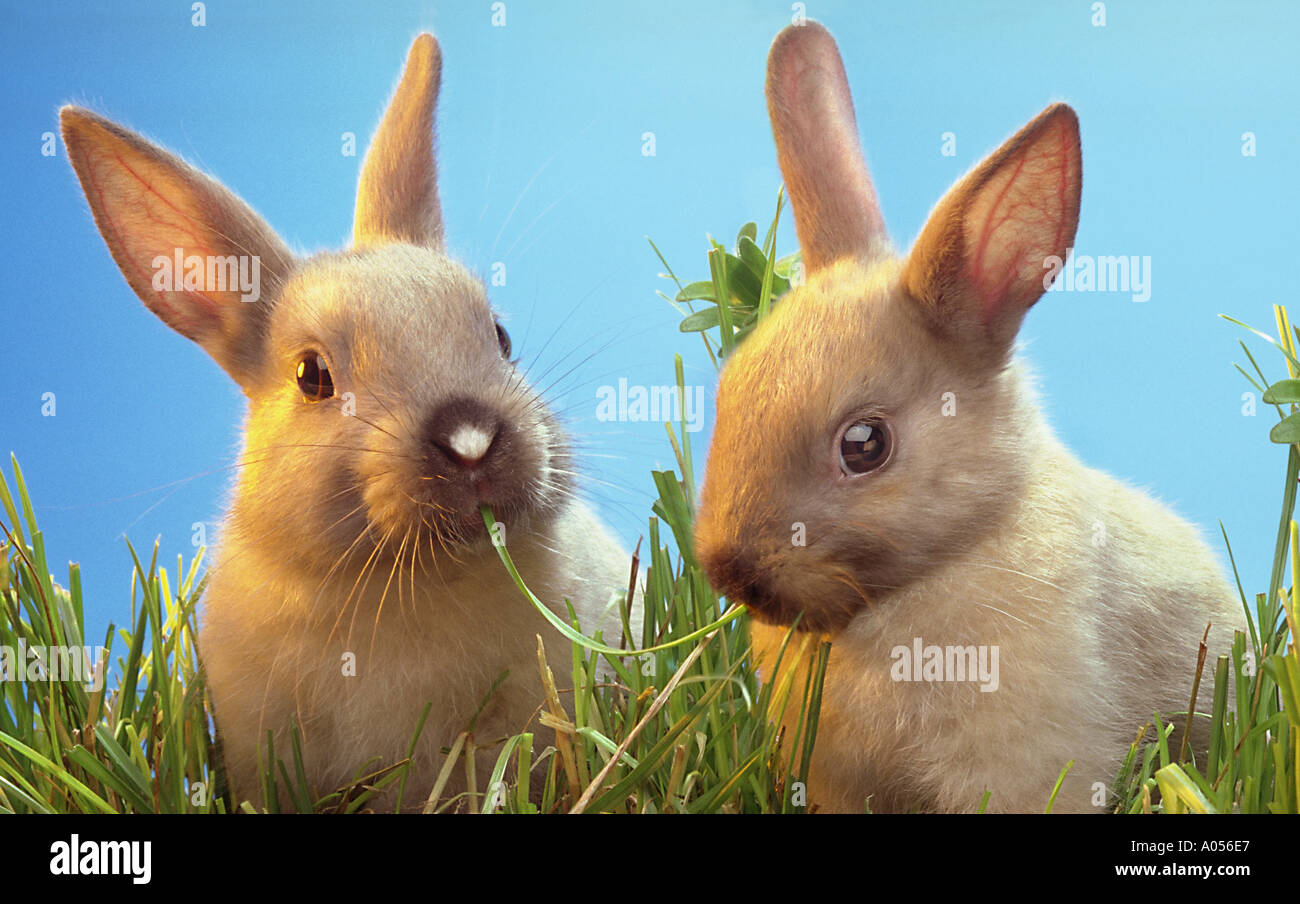 rabbit rabbits eat grass Animal Animals Stock Photo - Alamy