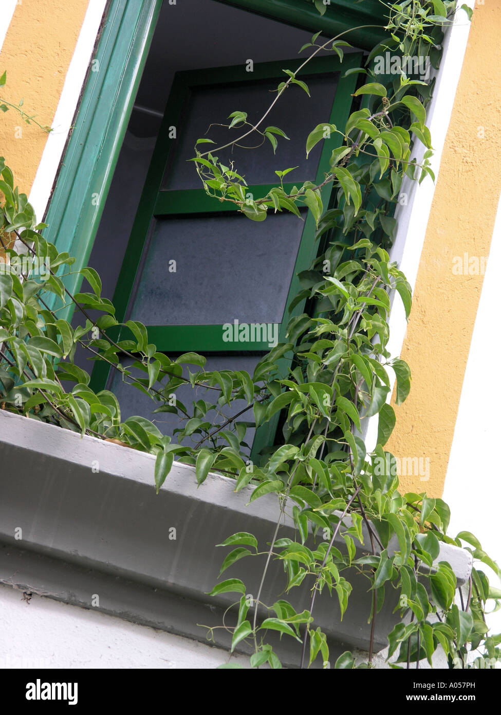 Window with climbing plant draped around frame Stock Photo