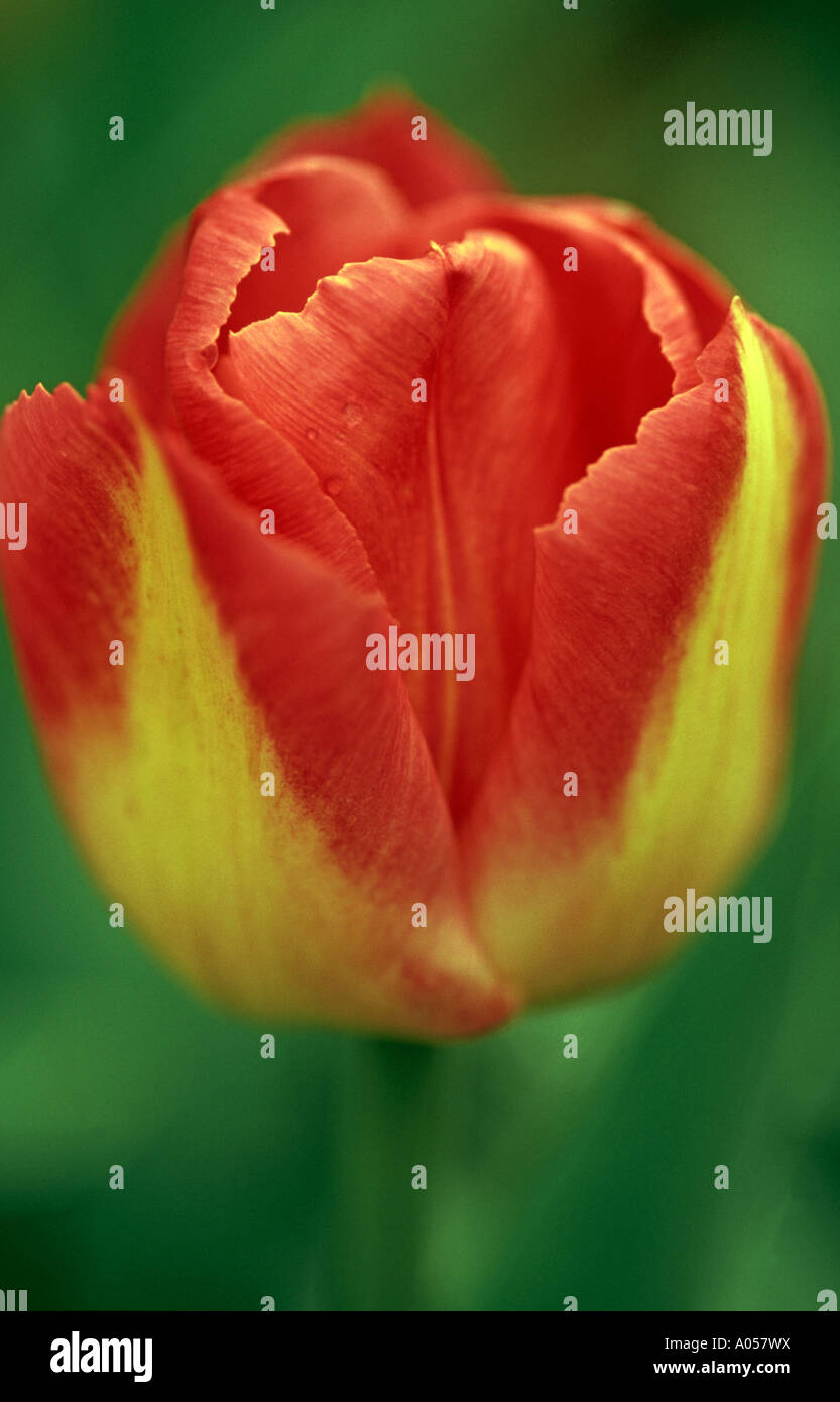 Tulipa 'Page Polka' Stock Photo