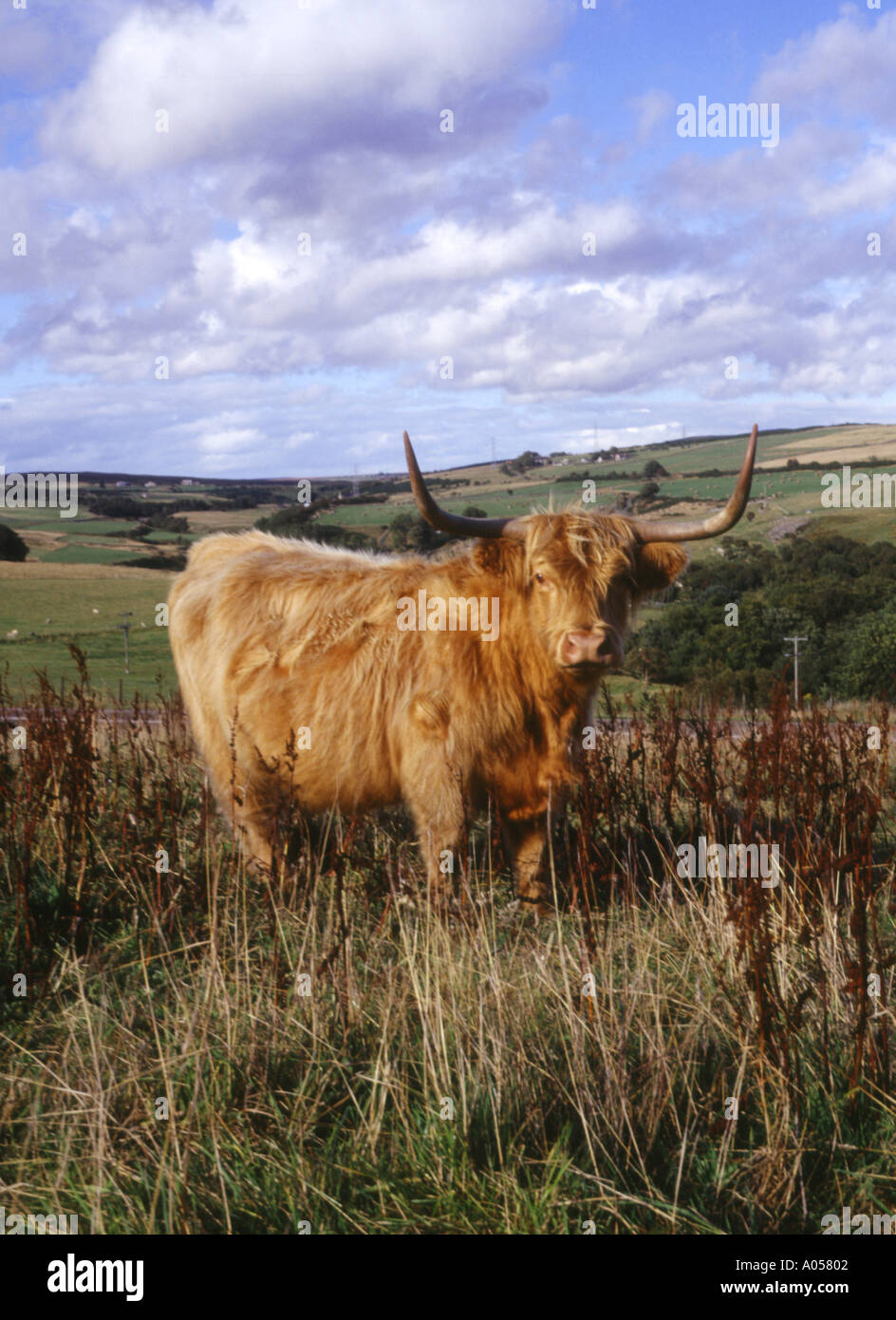 dh Highland cow COW UK Highland cow on hill above Dunbeath Caithness long haired horns native scotland highlands landscape scottish icon breed Stock Photo