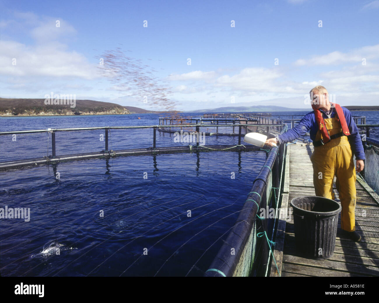 dh Rysa Salmon farm ORKNEY SALMON UK Scotland Salmon fish cages Scapa Flow feeding fish organic uk farming person Stock Photo