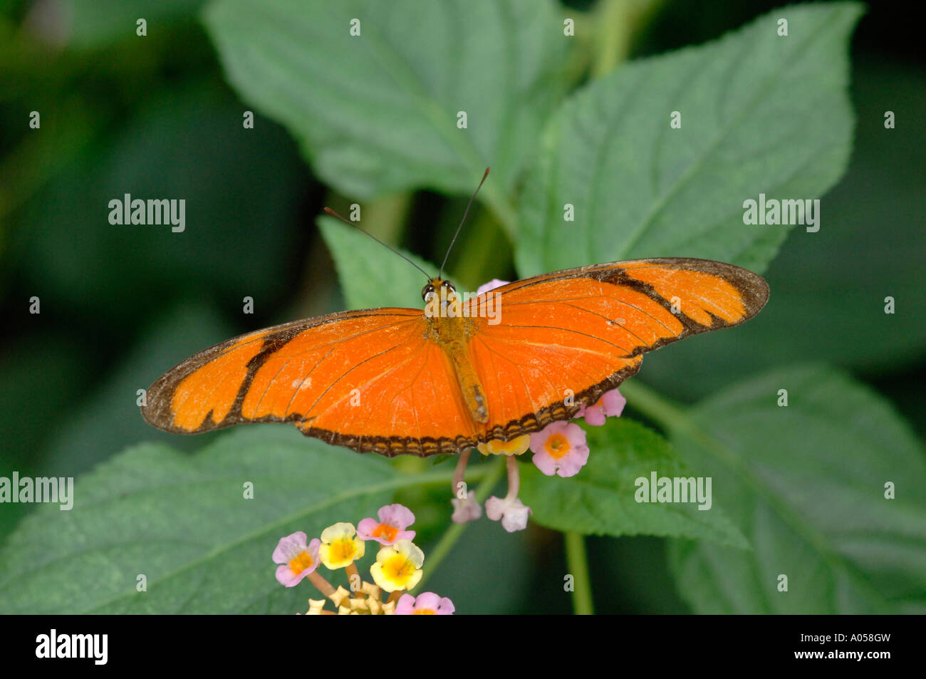 The Flame butterfly Dryas julia Heliconidae Costa Rica Stock Photo