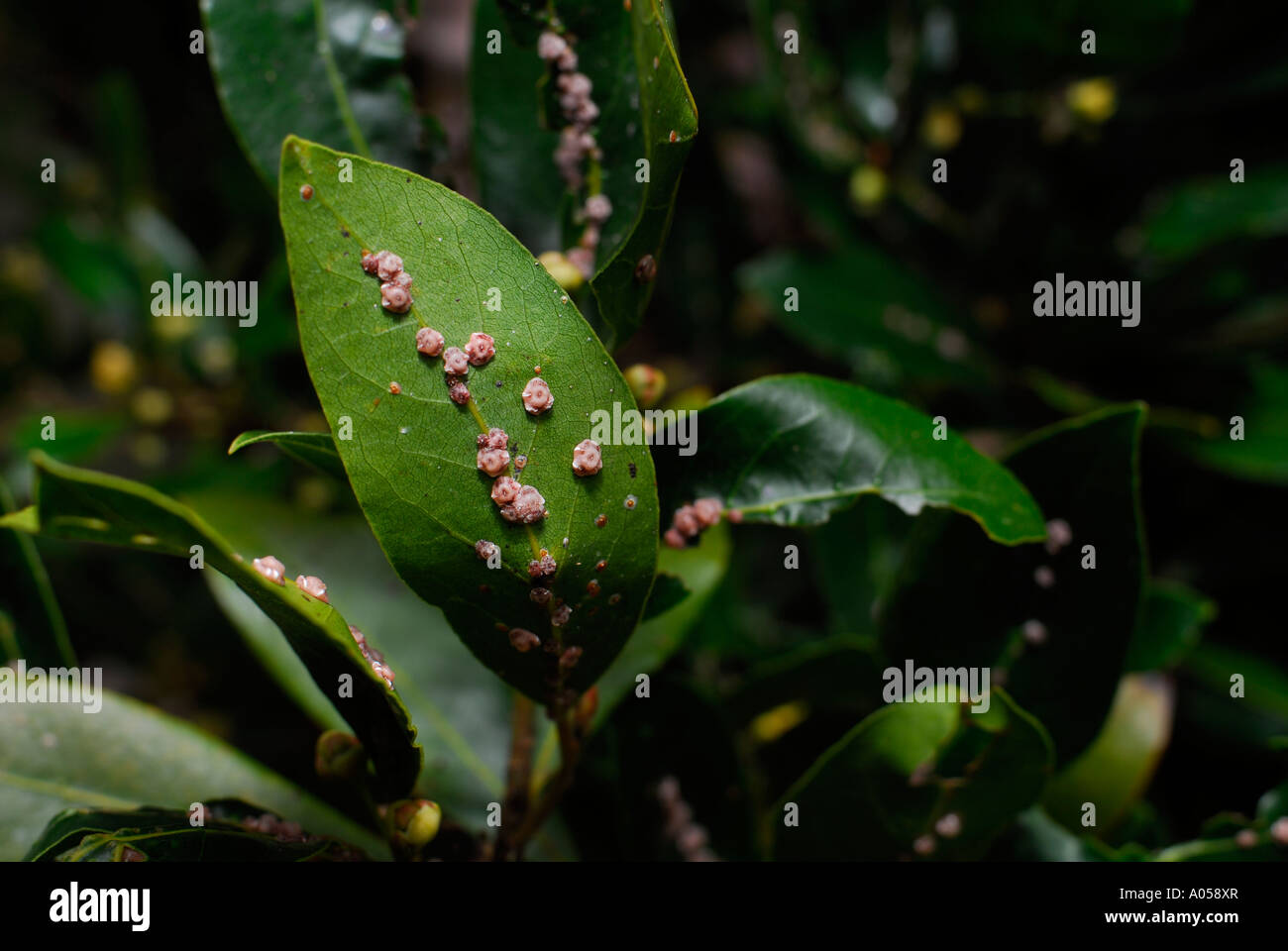 Scale Insect infestation on leaves of Bay Leaf Tree ( Laurus nobilis