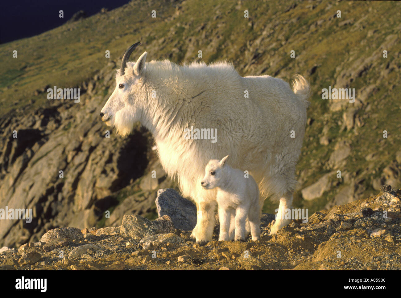 MG-30 Mother Mountain Goat and kid Stock Photo - Alamy