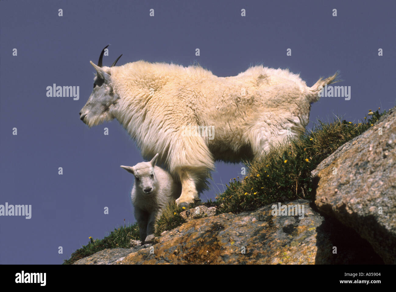 MG-36 MOUNTAIN GOAT MOTHER AND KID Stock Photo - Alamy