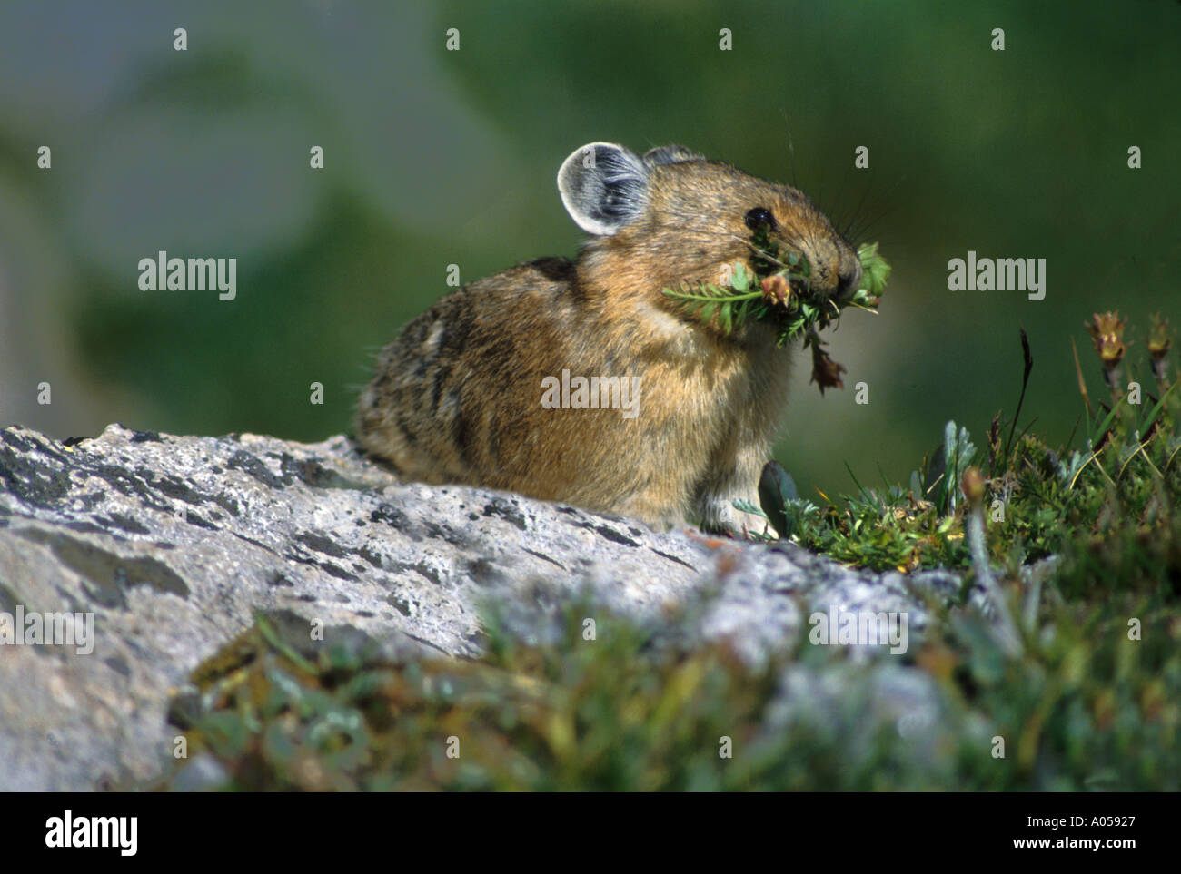 M-107 PIKA WITH WINTER FOOD Stock Photo