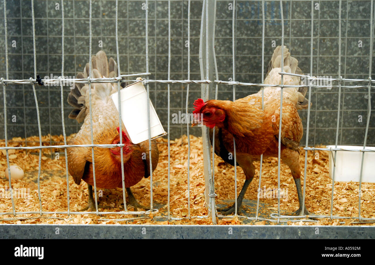 caged chickens at Agricultural Show Stock Photo Alamy