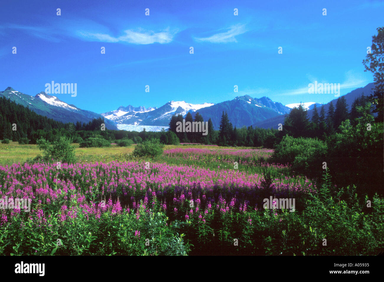 PA7-8 FIREWEED FIELD WITH MENDENHALL GLACIER BEHIND Stock Photo - Alamy