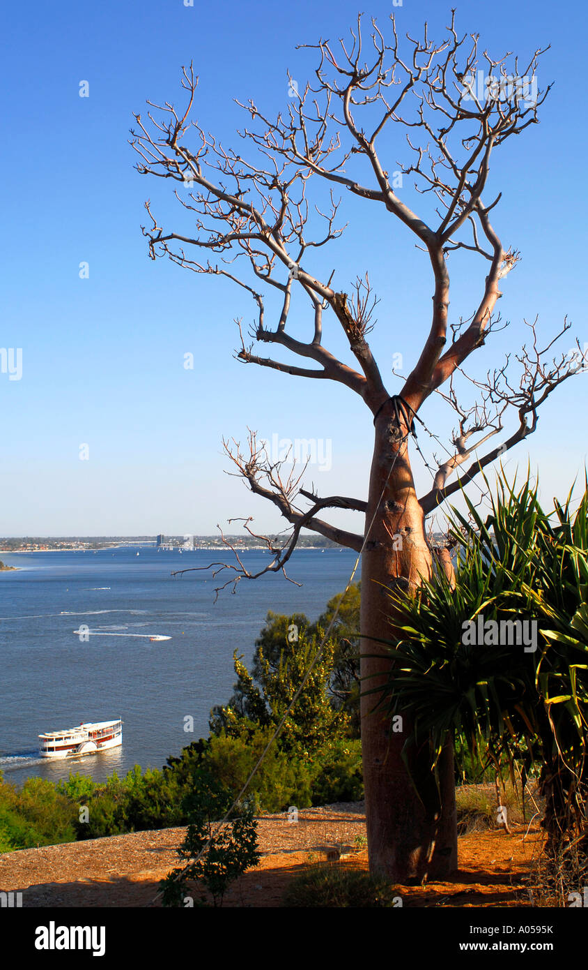 Bottle tree adansonia gregorii hi-res stock photography and images - Alamy