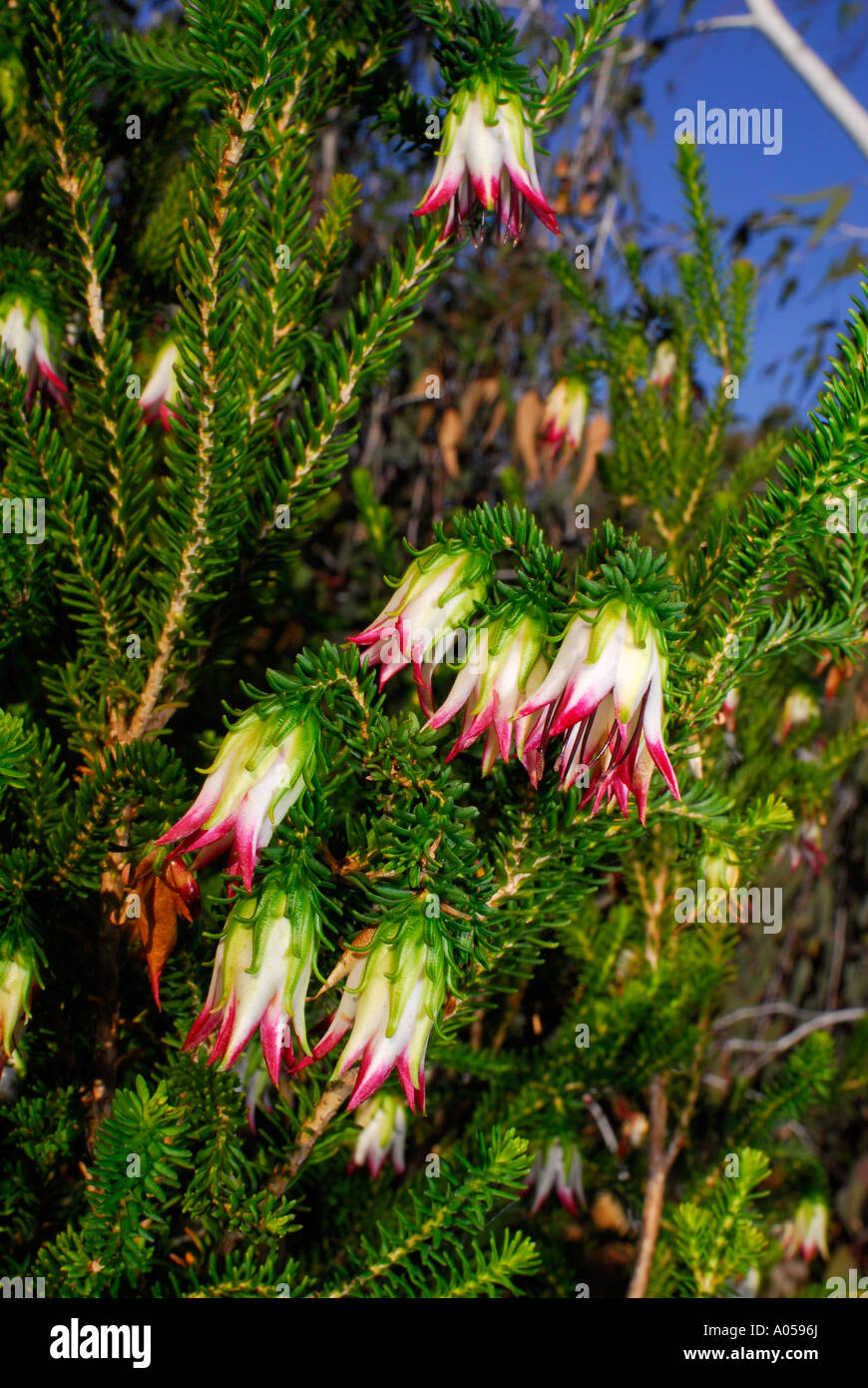 Flowers of the Cranbrook Bell ( Darwinia meeboldii ) Stock Photo