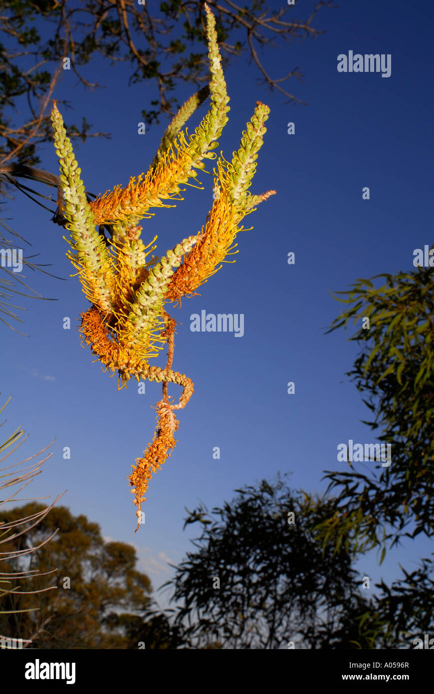 Flame Grevillea (Grevillea eriostachya) in full flower Stock Photo Alamy