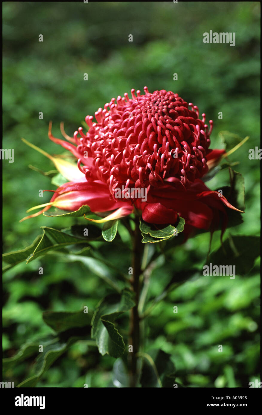 Waratah flower , Telopea Speciossima, NSW, Australia Stock Photo Alamy