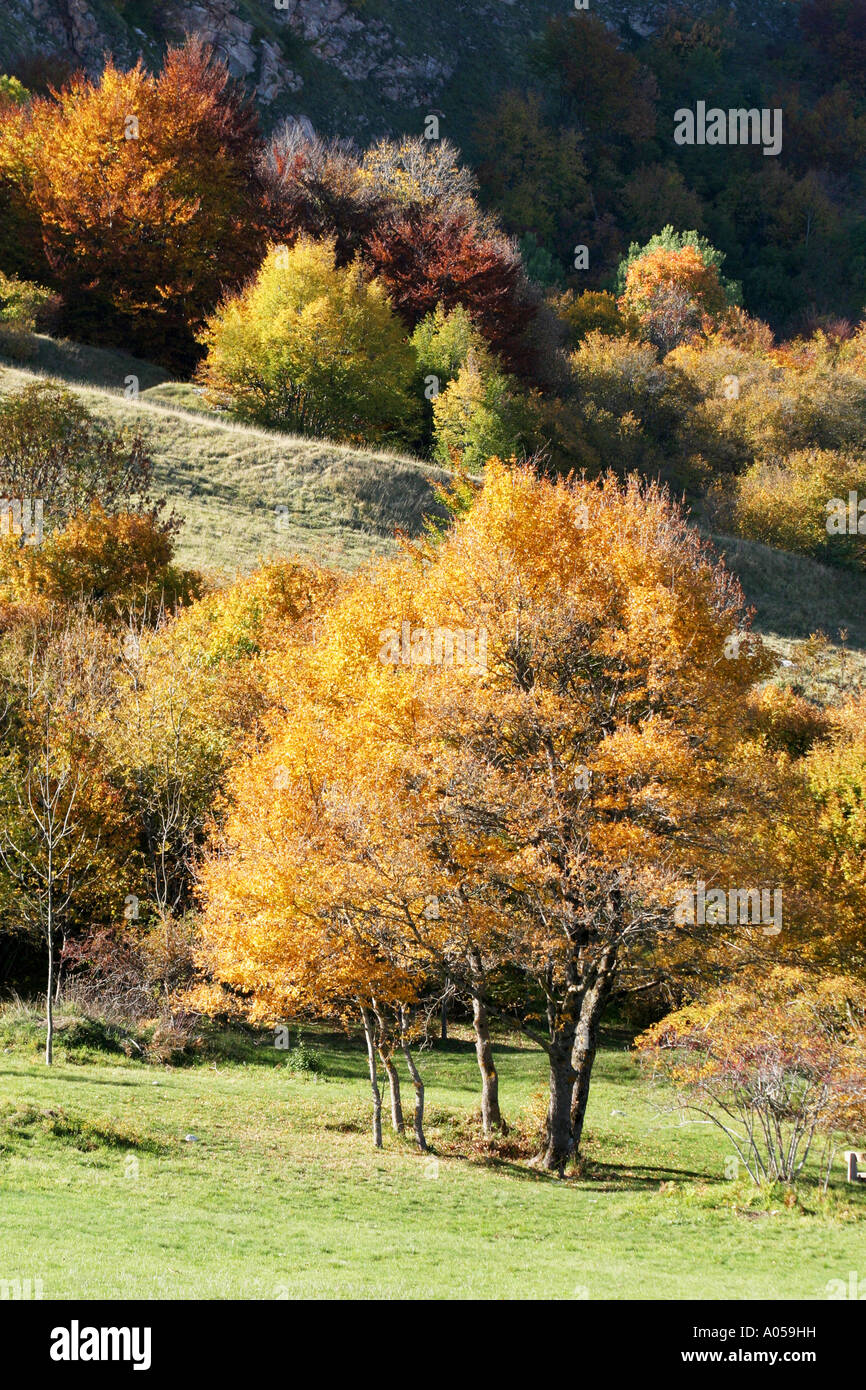 Beautiful fall/ Autumn colors of the trees in the Sibillini National Park,Le Marche ,Italy Stock Photo