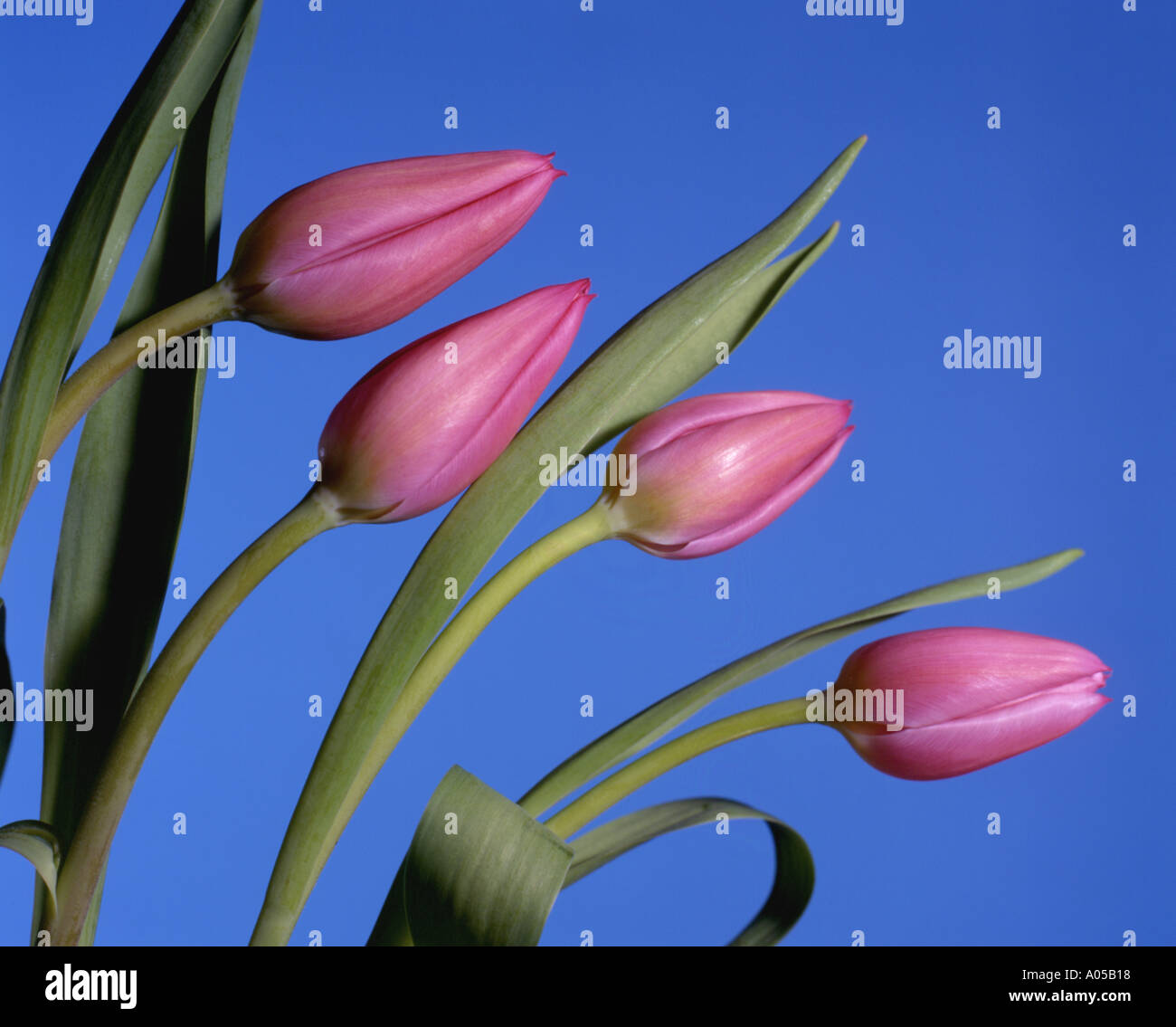 Annual tulip display hires stock photography and images Alamy