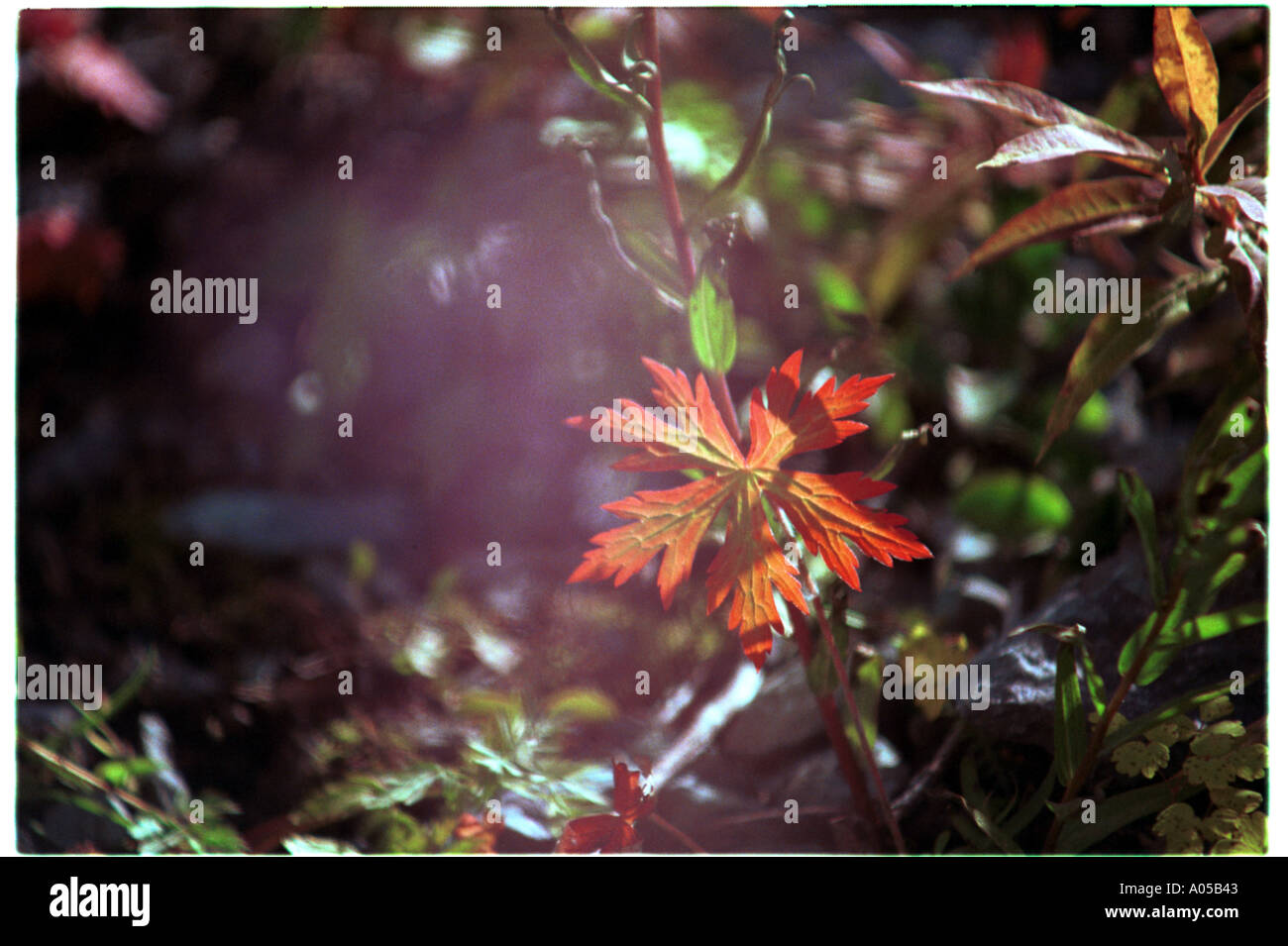 Green leaves changing hi-res stock photography and images - Alamy