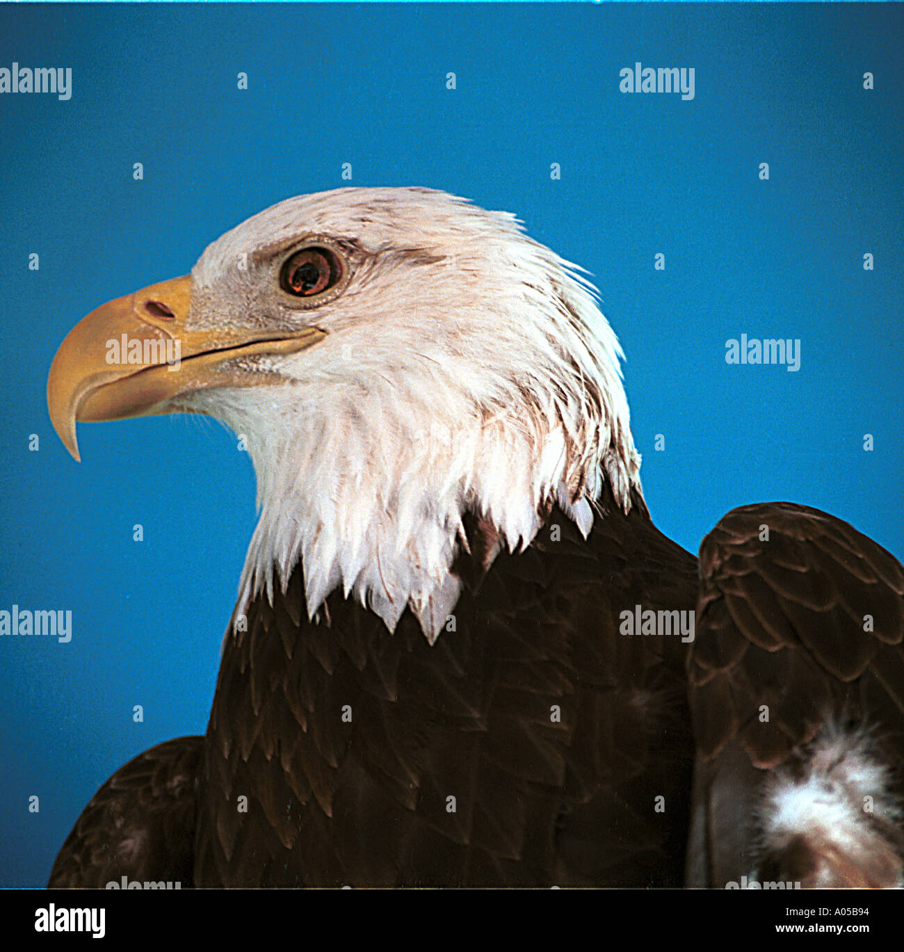 Bald eagle portrait Stock Photo