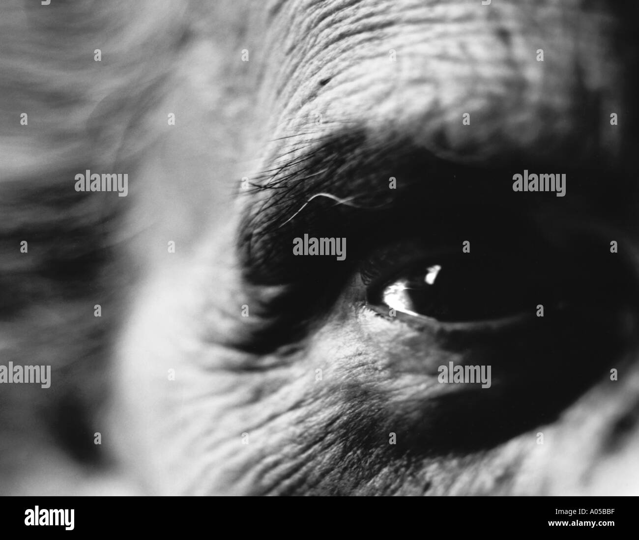 Eye open close up Black and White Stock Photos & Images - Alamy