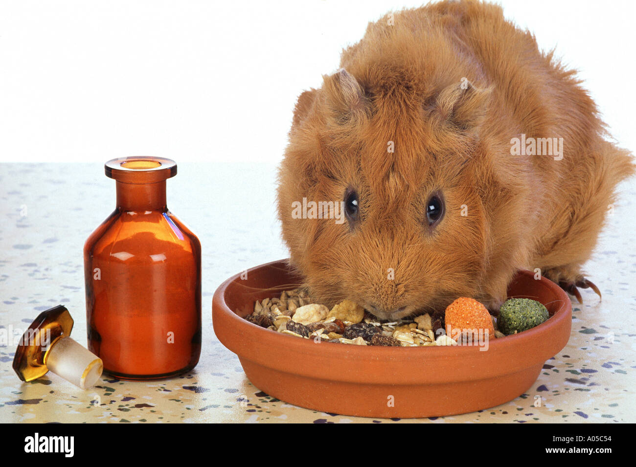 guinea pig eating corn with medicine Stock Photo Alamy