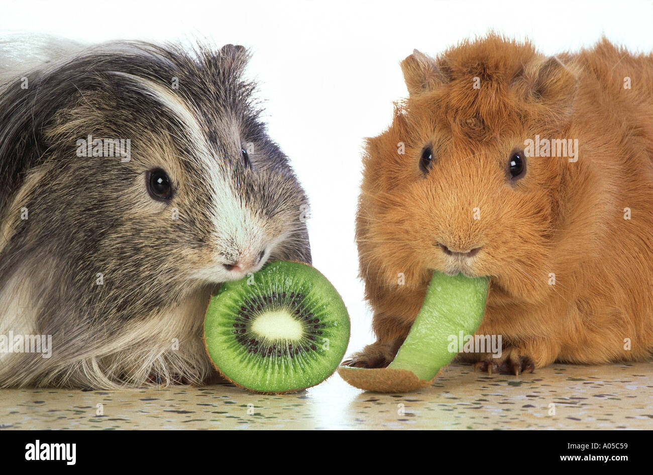 guinea pigs eating a kiwi fruit vitamin c pig angora Stock Photo