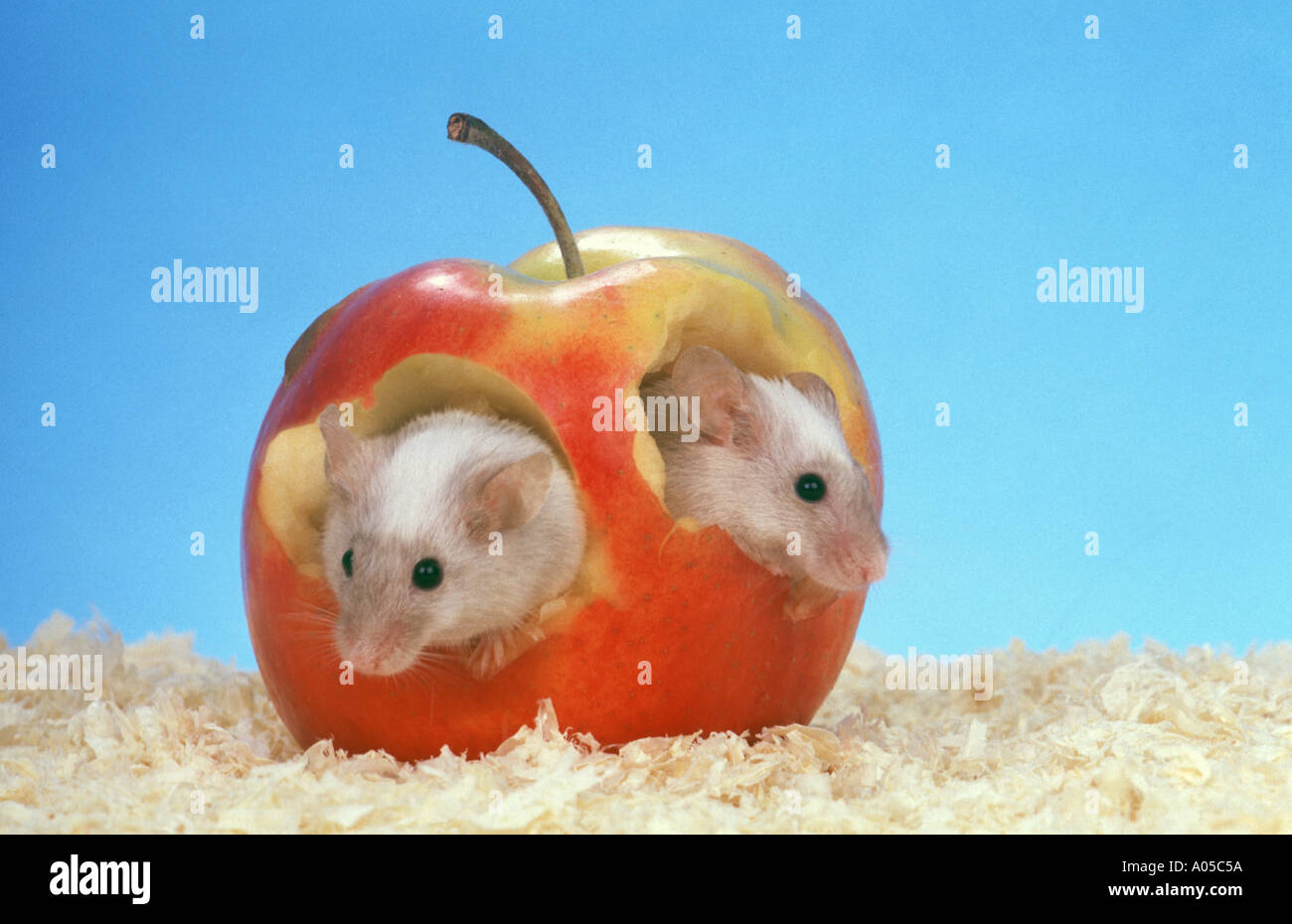 mouse mice colored mice eating an apple Stock Photo Alamy
