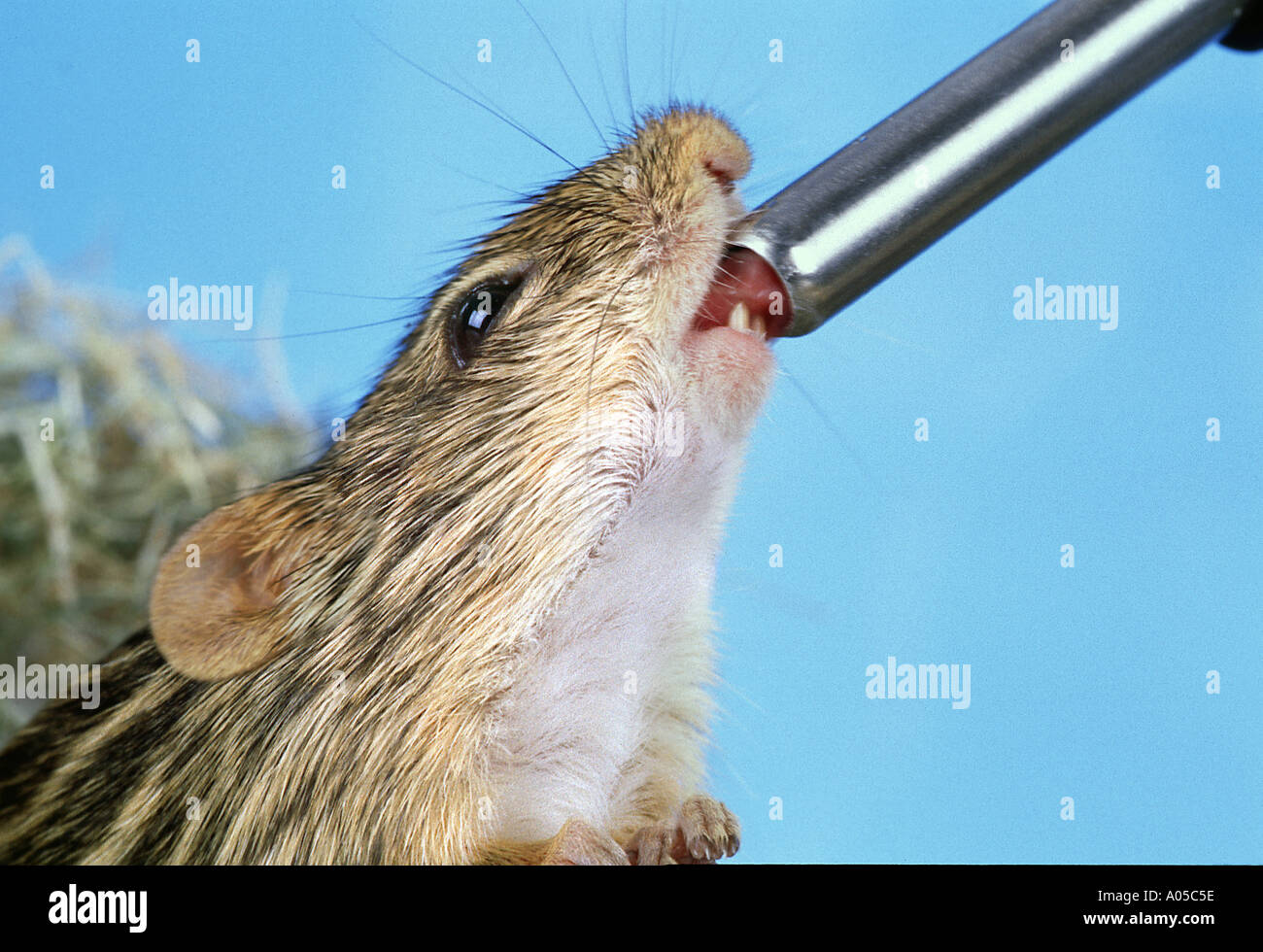 african striped mouse is drinking water Stock Photo