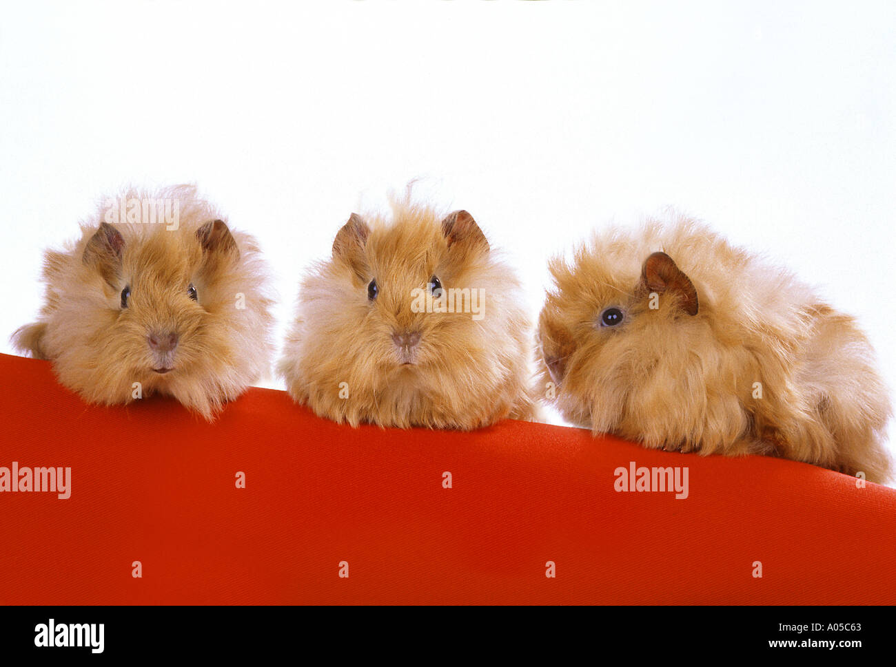 angora guinea pigs babies 4 month old Stock Photo