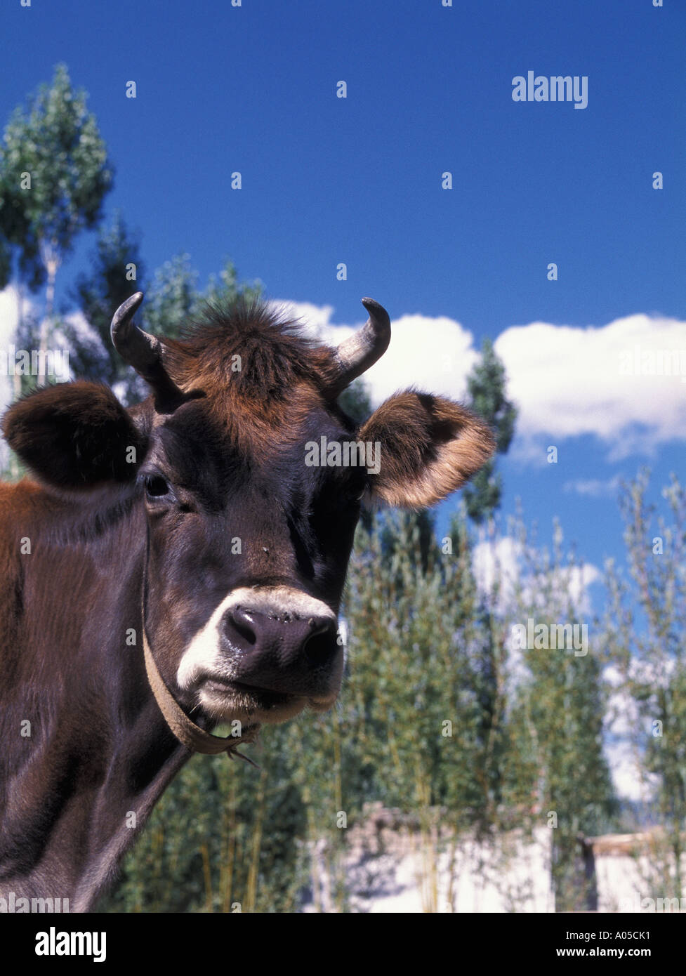 dairy cow head with collar ladakh india Stock Photo