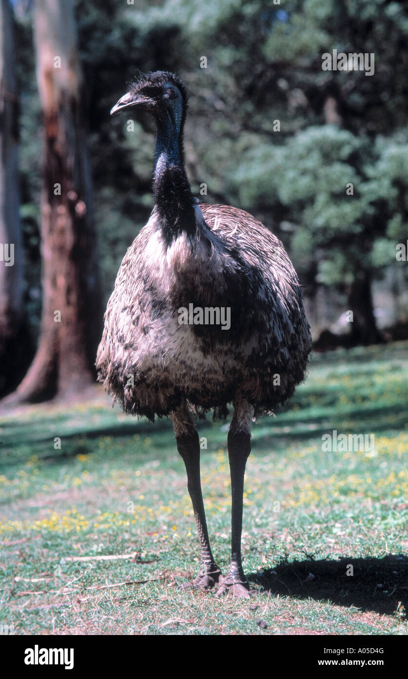 Australia, Victoria, Emu Stock Photo Alamy
