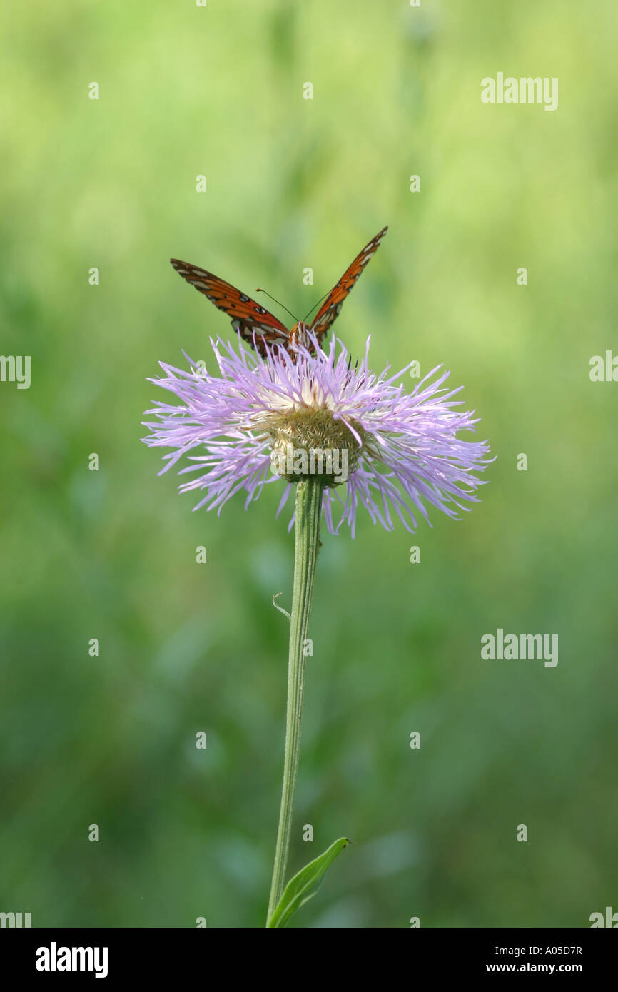 Monarch butterfly on a purple flower at the Houston Arboreteum and Nature Center Stock Photo