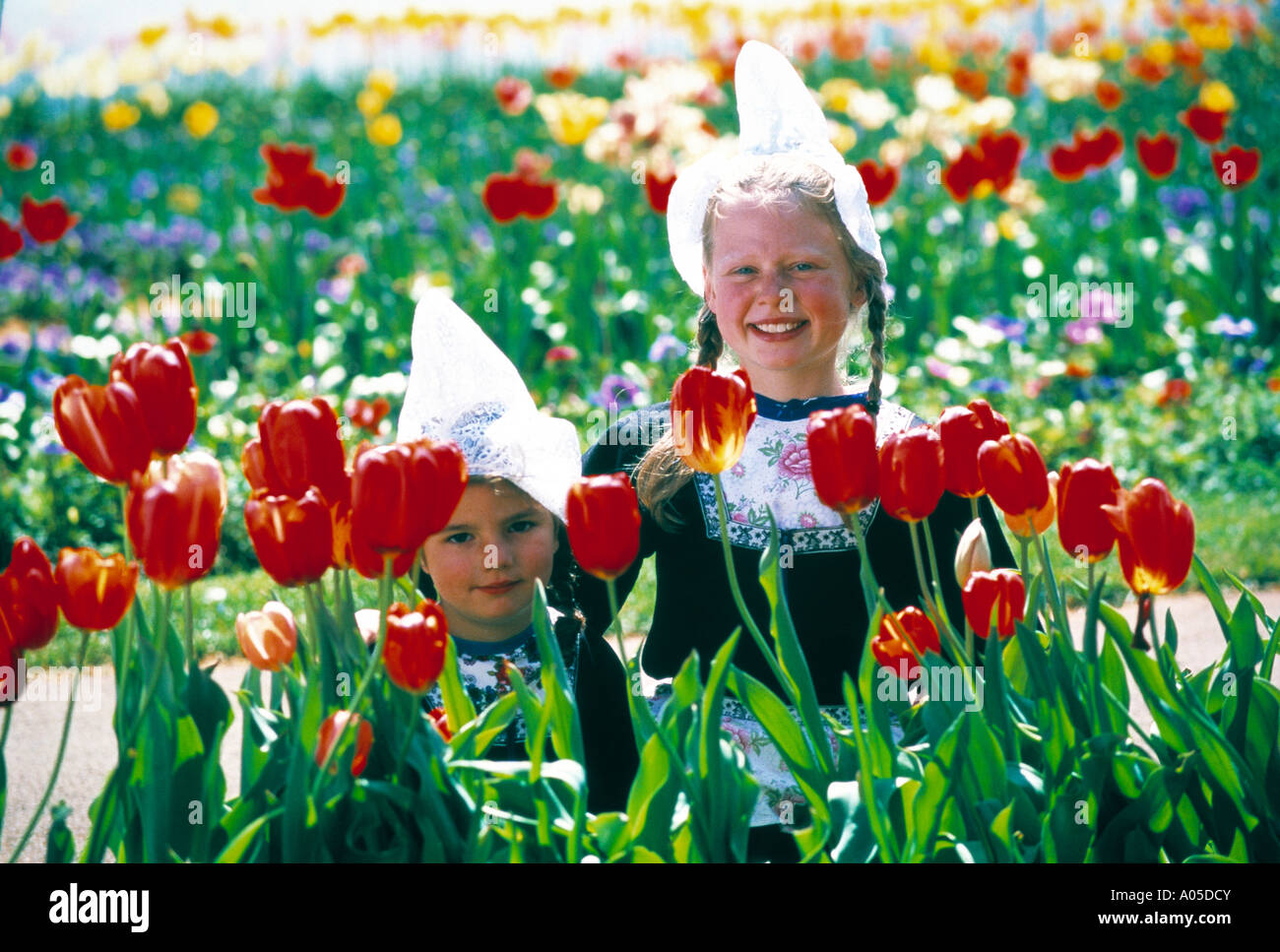 Tulip Farm, Dutch Girls Stock Photo