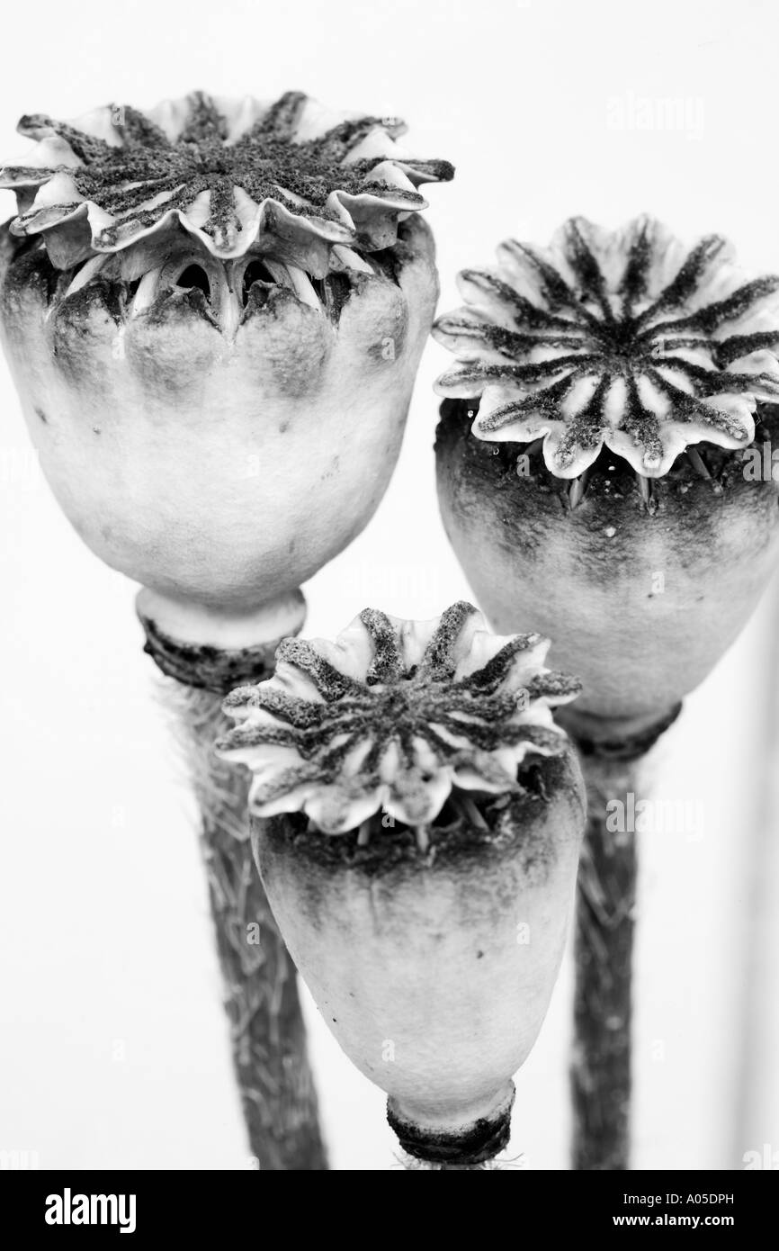 Poppy seed heads Stock Photo Alamy