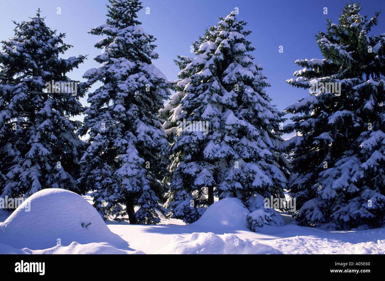 Winter scene after snowfall 74 Stock Photo - Alamy