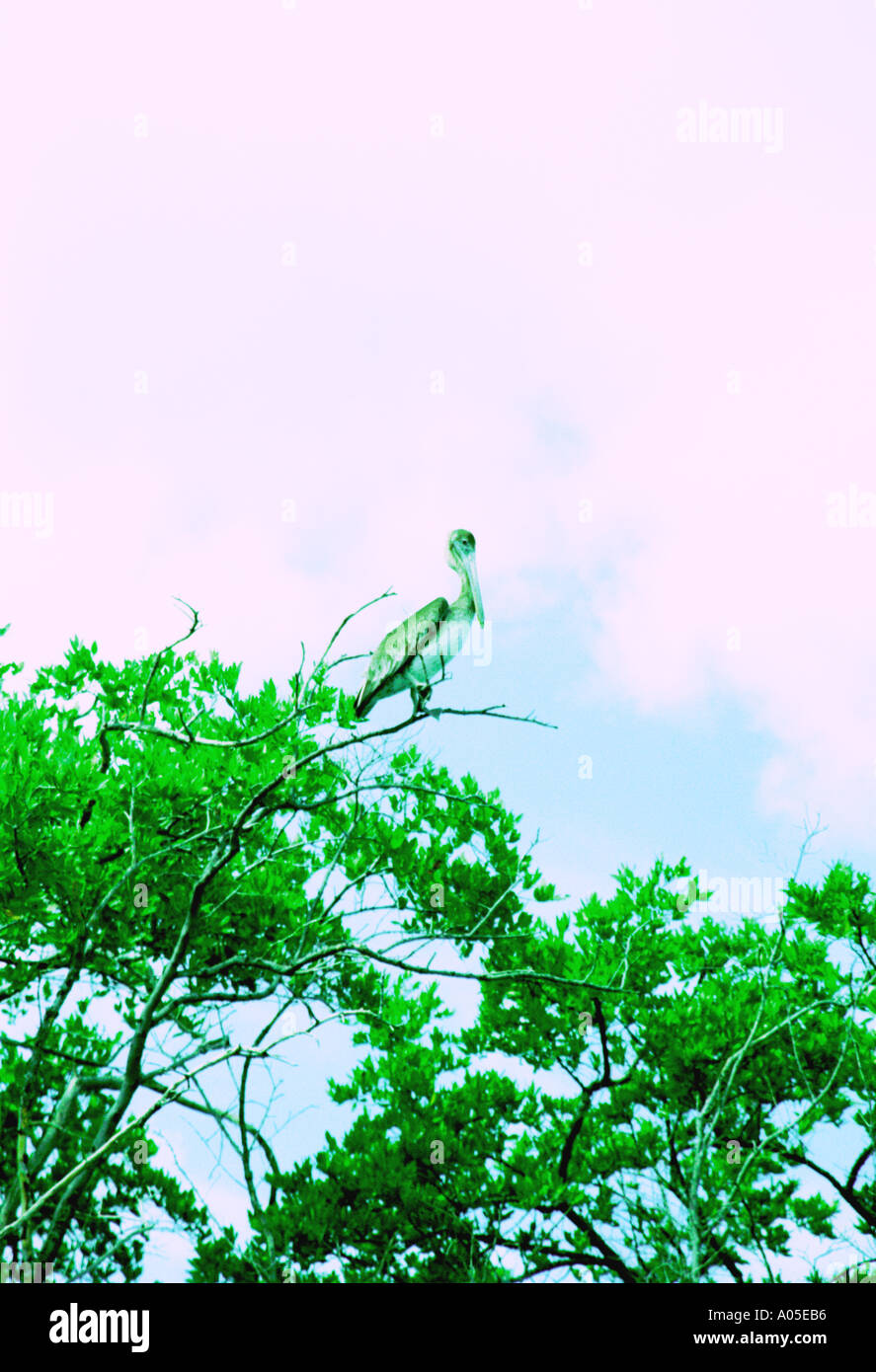 Stork on tree in lagoon Margarita Island 284 Stock Photo