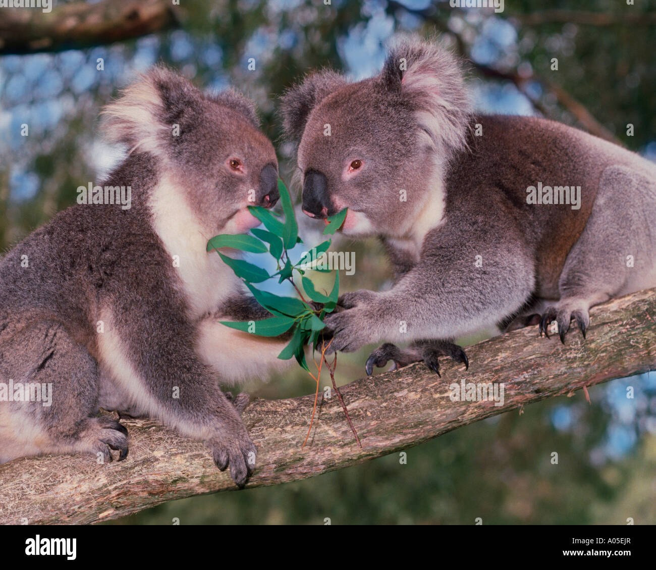 Koalas Eating In Tree Stock Photo Alamy