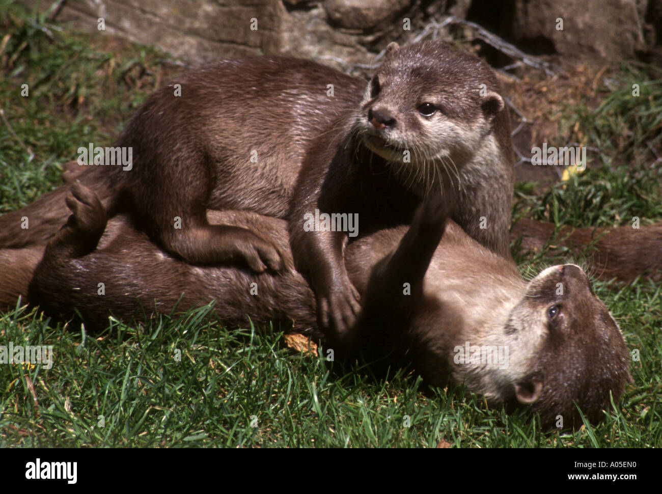 Earsham otter trust hi-res stock photography and images - Alamy
