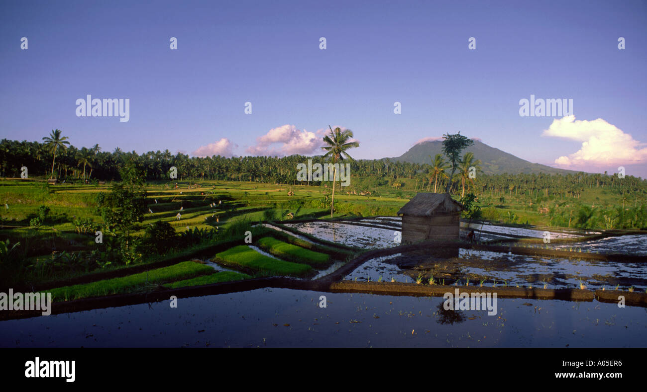 Indonesia Bali terraced rice fields Mt Agung volcano Stock Photo