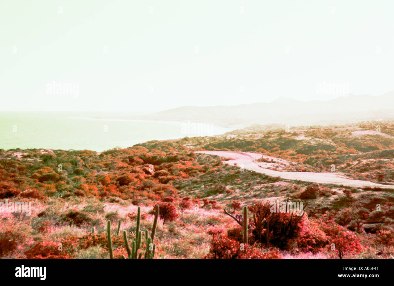 Desert vegetation and beach coast Margarita Island 278 Stock Photo - Alamy