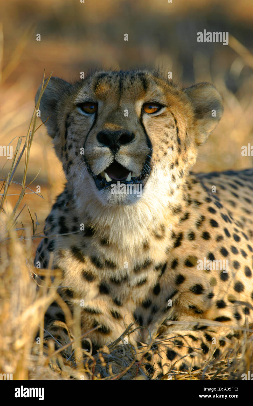 Cheetah in shade, South Africa. Acinonyx jubatus Stock Photo