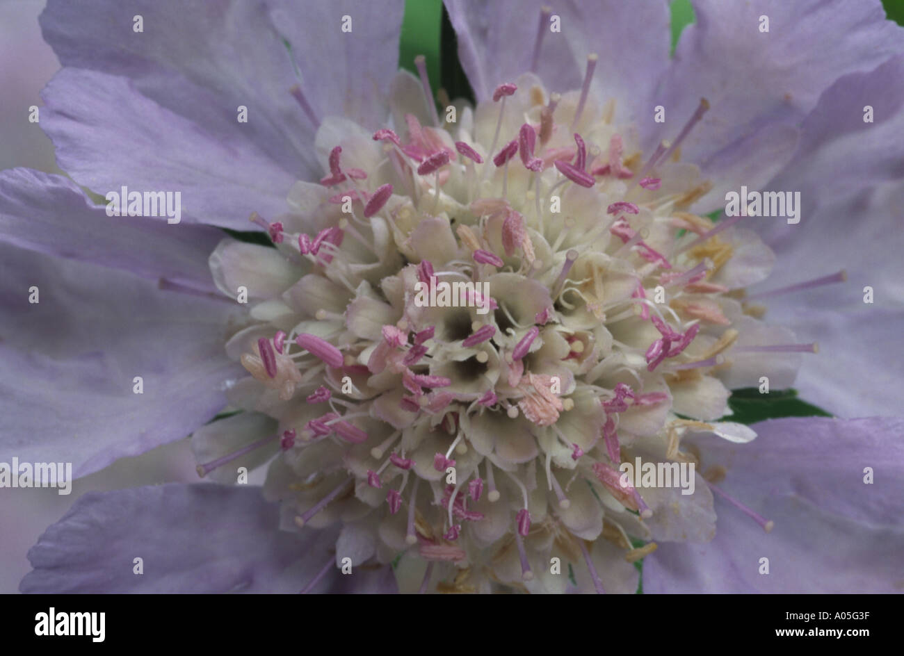 Scabiosa caucasica. Pincushion flower, Scabious. Stock Photo