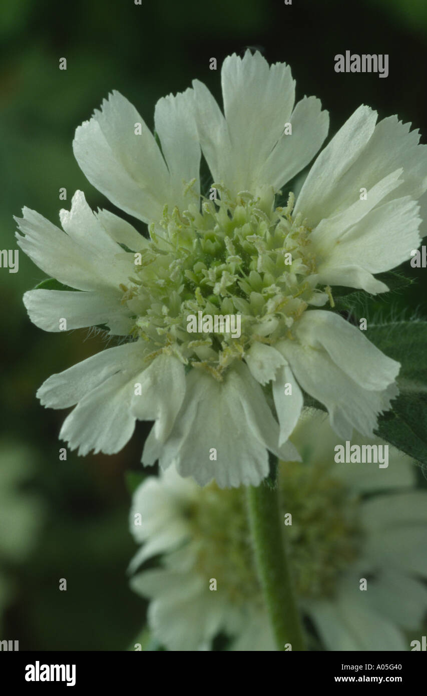 Scabiosa prolifera. Carmel daisy, Scabious, Pincushion flower. Stock Photo