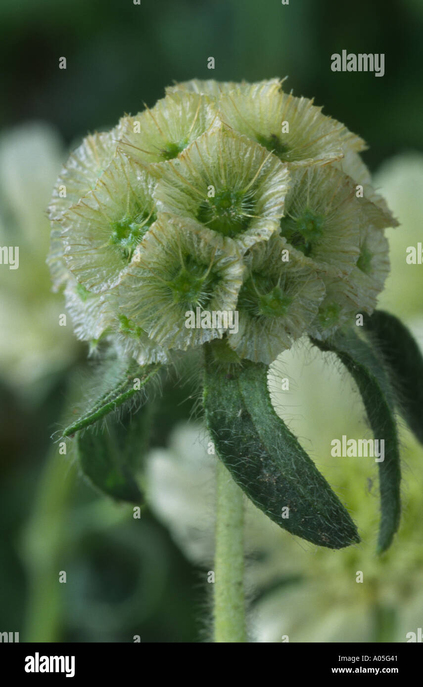 Scabiosa prolifera. Seed head. Carmel daisy, Scabious, Pincushion flower. Stock Photo