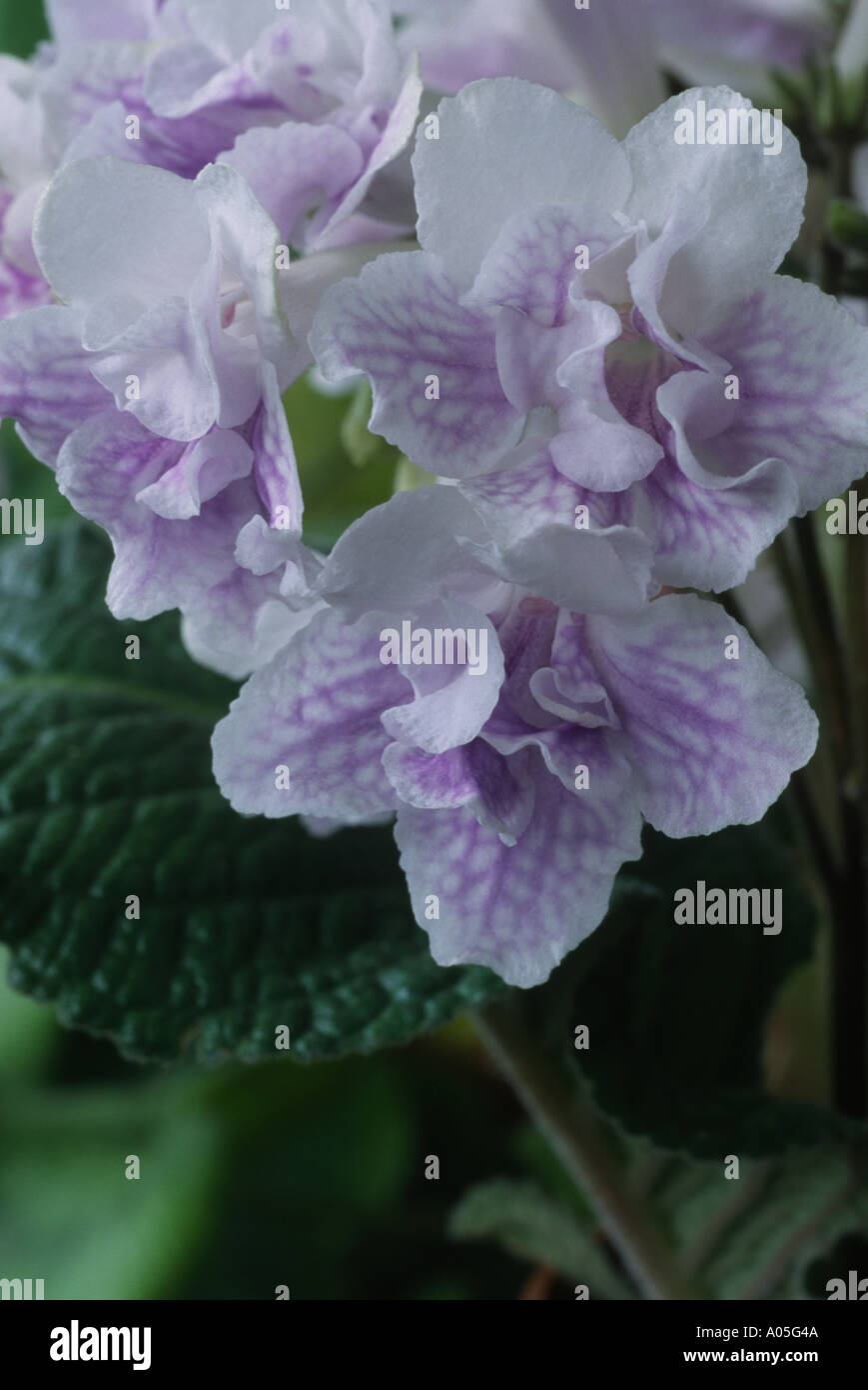 Streptocarpus 'Chorus Line'. AGM Cape primrose. Stock Photo